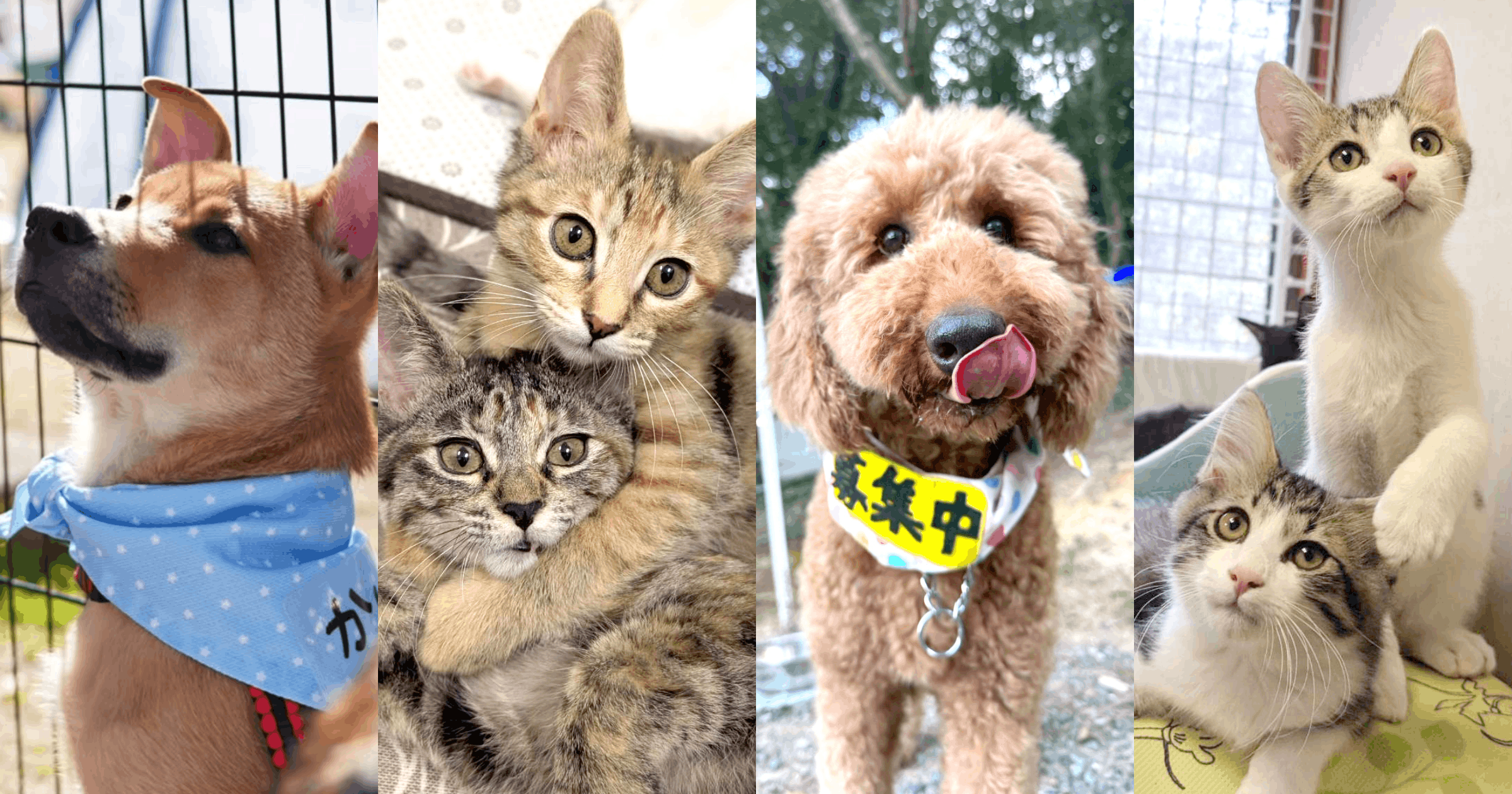 譲渡会に参加する保護犬・保護猫たち