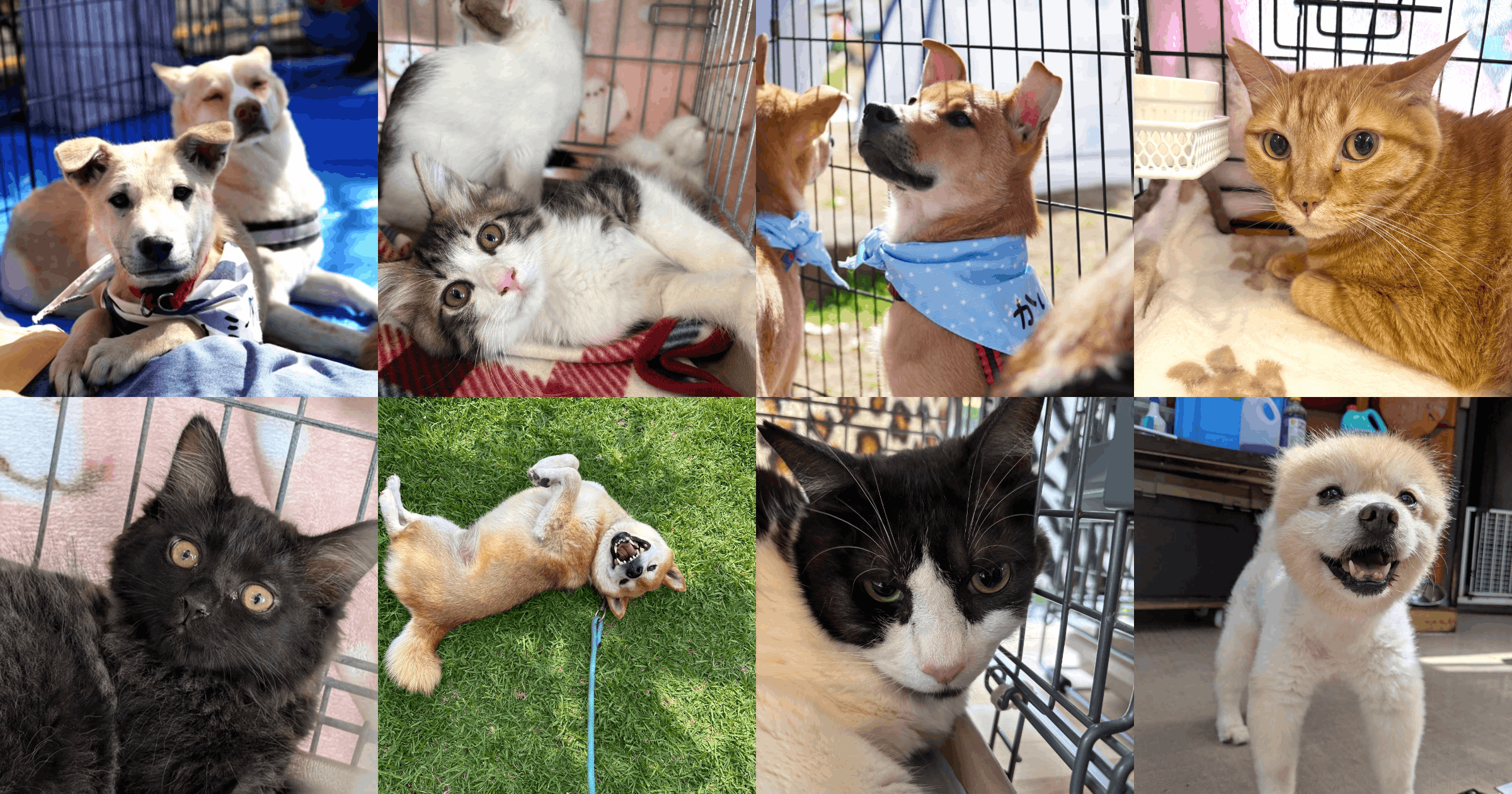 保護犬・保護猫たちの様子